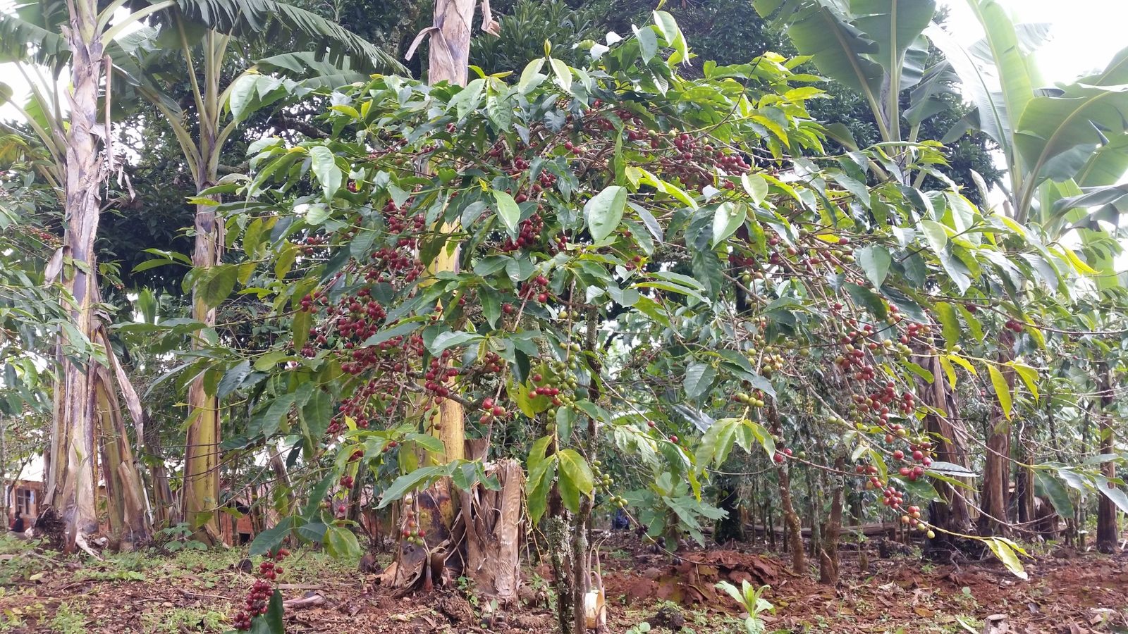 Plantation de café du GIC AGENDA 21 – Cameroun